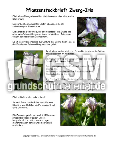 Steckbrief-Zwerg-Iris.pdf